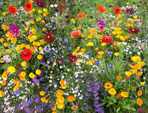 Wild flower mix - flower,