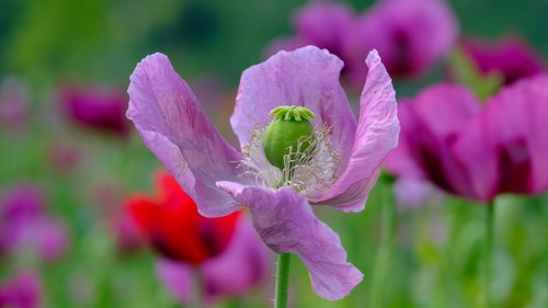 Poppy wild flower the giant - giant',